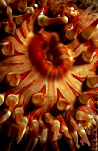 Dahlia anemone, taken St Abbs, Scotland. Nikon F90x in Aq... by Len Deeley 